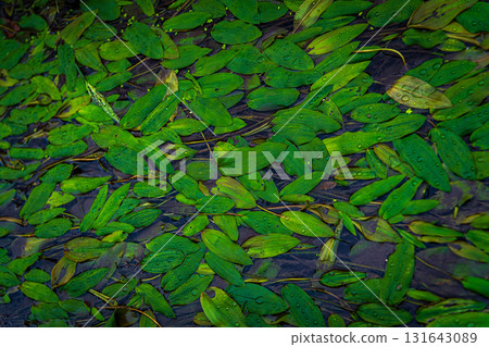 Pondweed floating in an irrigation canal 131643089
