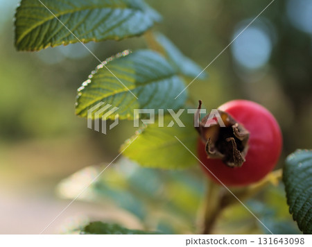 The cute red fruits of the Rugosa rose that ripened in September 131643098