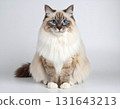 藍眼睛的貓 131643213