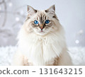 一隻有藍眼睛和蓬鬆毛髮的貓 131643215