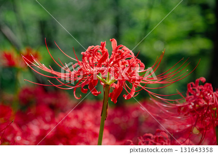 Pearl red in a drawstring 131643358