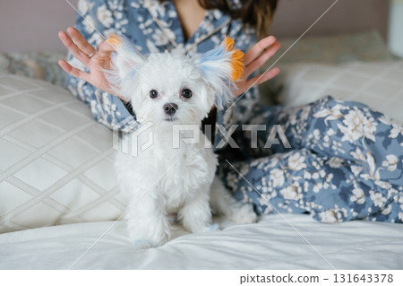 Woman playing with her maltese dog with colored ears on bed 131643378