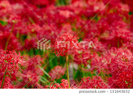 珍珠紅色束帶 131643632
