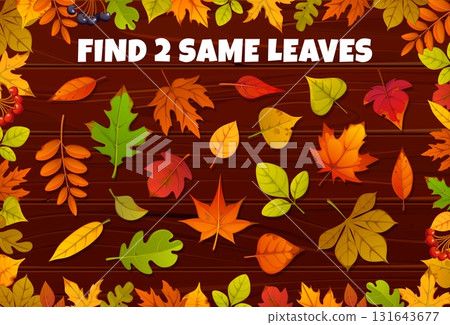 Find two same autumn fall season yellow, orange and red leaves, vector game worksheet. Kids game puzzle quiz to find two leaves of maple or oak tree, ash and elm with birch or rowan leaf 131643677