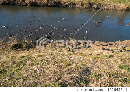 河 鳥兒 鳥 131643844