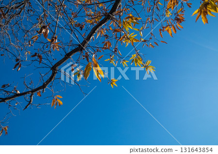 maple, yellow leafe, autumn leafe 131643854