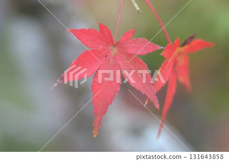 鮮紅的秋葉 秋葉的特寫鏡頭 鮮紅的秋葉 秋葉的特寫鏡頭 131643858