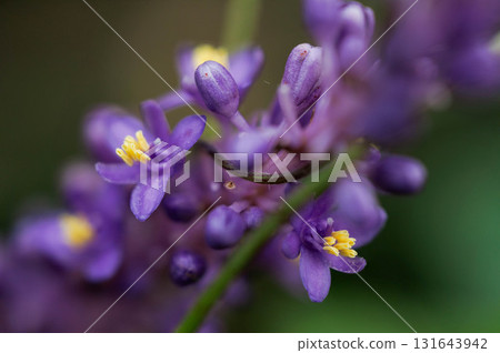 可愛的小鈴蘭花 131643942