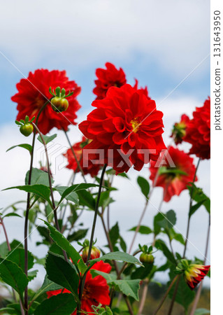 Red dahlia in full bloom 131643950