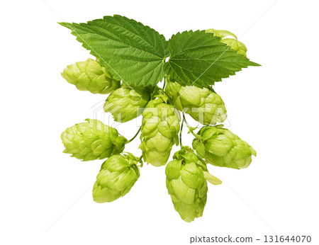 branch of green hops isolated on white background 131644070