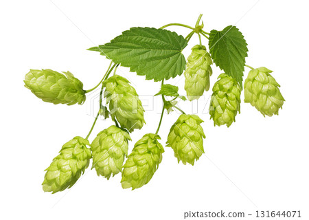 branch of green hops isolated on white background 131644071