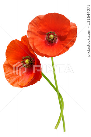 red poppy flowers isolated on white background 131644073