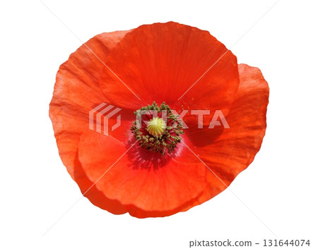 red poppy flower isolated on white background, top view 131644074