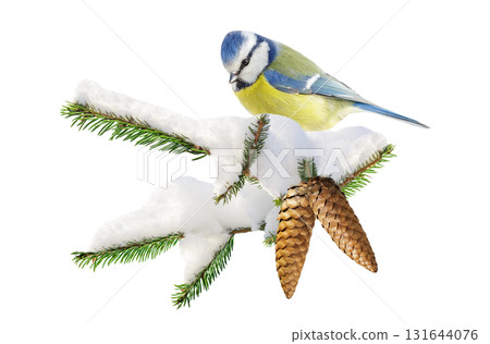 bird perching on branch of snowy fir tree isolated on white background. Blue tit bird perching on branch of snowy fir tree isolated on white background. Blue tit 131644076