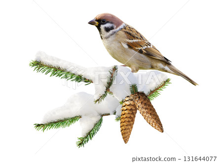 bird perching on branch of snowy fir tree isolated on white background. Sparrow, Passer montanus 131644077