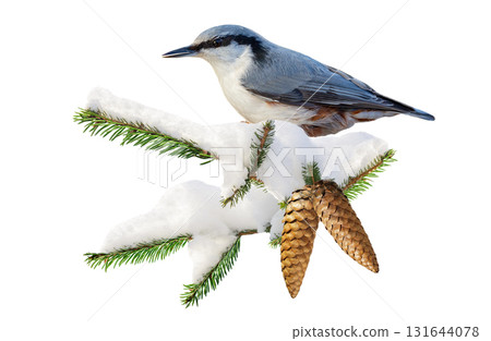 bird perching on branch of snowy fir tree isolated on white background. European nuthatch 131644078