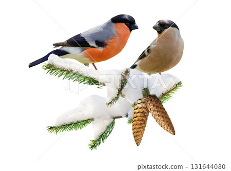 birds perching on branch of snowy fir tree isolated on white background. Male and female of common bullfinch 131644080