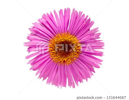 pink aster flower isolated on white background, top view pink aster flower isolated on white background, top view 131644087