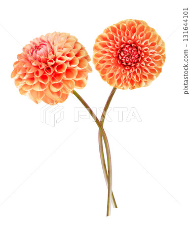 two red dahlia flowers isolated on white background 131644101