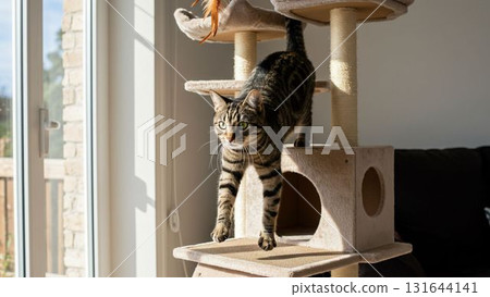 貓在貓塔玩 131644141