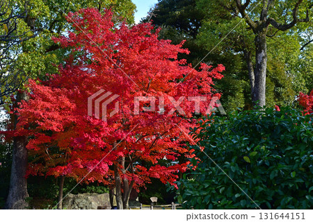 鮮紅的秋葉 131644151