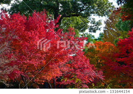 鮮紅的秋葉 鮮紅的秋葉 131644154