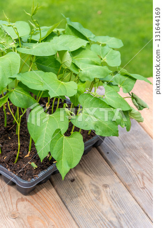Tray with vegetable seedling on wooden work bench 131644169