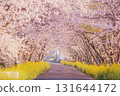 Cherry blossom trees and a tunnel of rape blossoms (country road in the morning in spring) 131644172