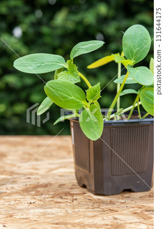 Young cucumber plants in a pot on a workbench before planting 131644175