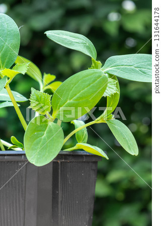 Young cucumber plants in a pot on a workbench before planting 131644178