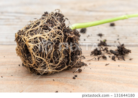 Tray with vegetable seedling on wooden work bench Tray with vegetable seedling on wooden work bench 131644180