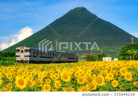 柴油火車、開聞山和向日葵田。 131644219