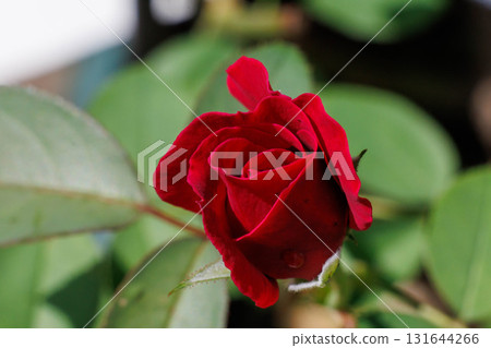 紅玫瑰開始綻放 131644266