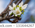 white peach blossom 131644267