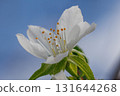 white peach blossom 131644268