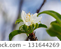 white peach blossom 131644269