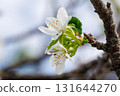 white peach blossom 131644270