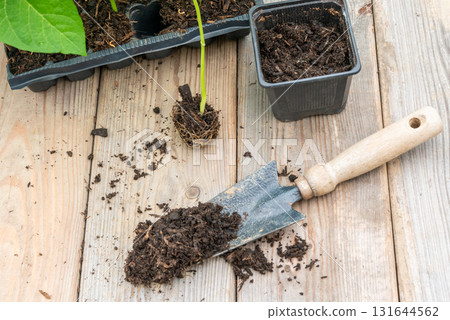 Potting up vegetable seedling into plastic container,  spade fil 131644562