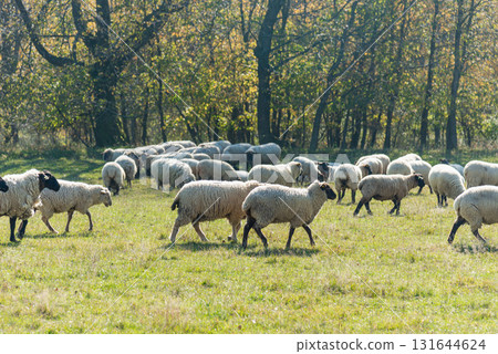 Herd of sheep grazing on pasture Herd of sheep grazing on pasture 131644624