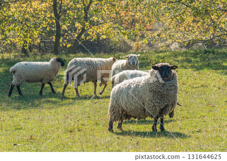 Herd of sheep grazing on pasture Herd of sheep grazing on pasture 131644625