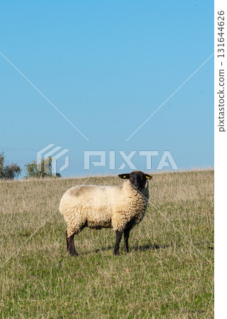 Single sheep standing on pasture Single sheep standing on pasture 131644626