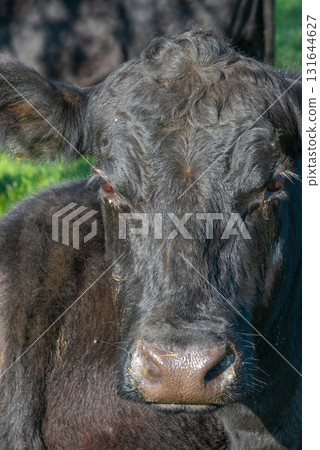Potrait of black cow on pasture Potrait of black cow on pasture 131644627