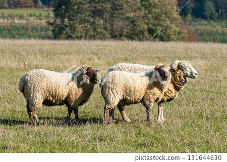 Herd of sheep grazing on pasture Herd of sheep grazing on pasture 131644630