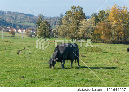 Single black meat cattle grazing on pasture Single black meat cattle grazing on pasture 131644637