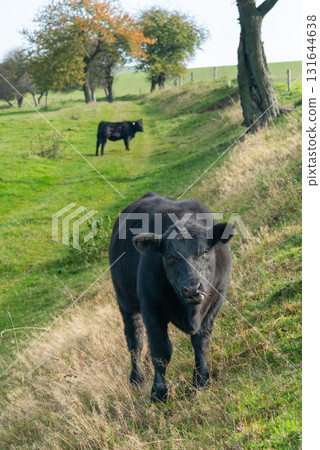 A herd of black cattle on green outdoor pasture A herd of black cattle on green outdoor pasture 131644638