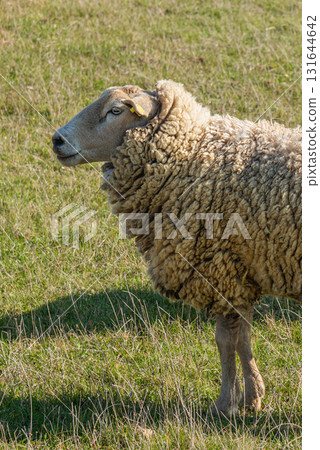 Single sheep standing on pasture 131644642
