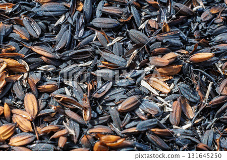 Burned and carbonized husks from newly threshed rice 131645250