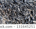 Burned and carbonized husks from newly threshed rice 131645251