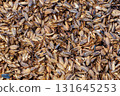 Burning the husks of newly threshed rice 131645253