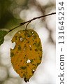 Yellow leaf coloring leaves 131645254